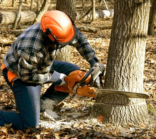 Tree Removal in Fairview, IL